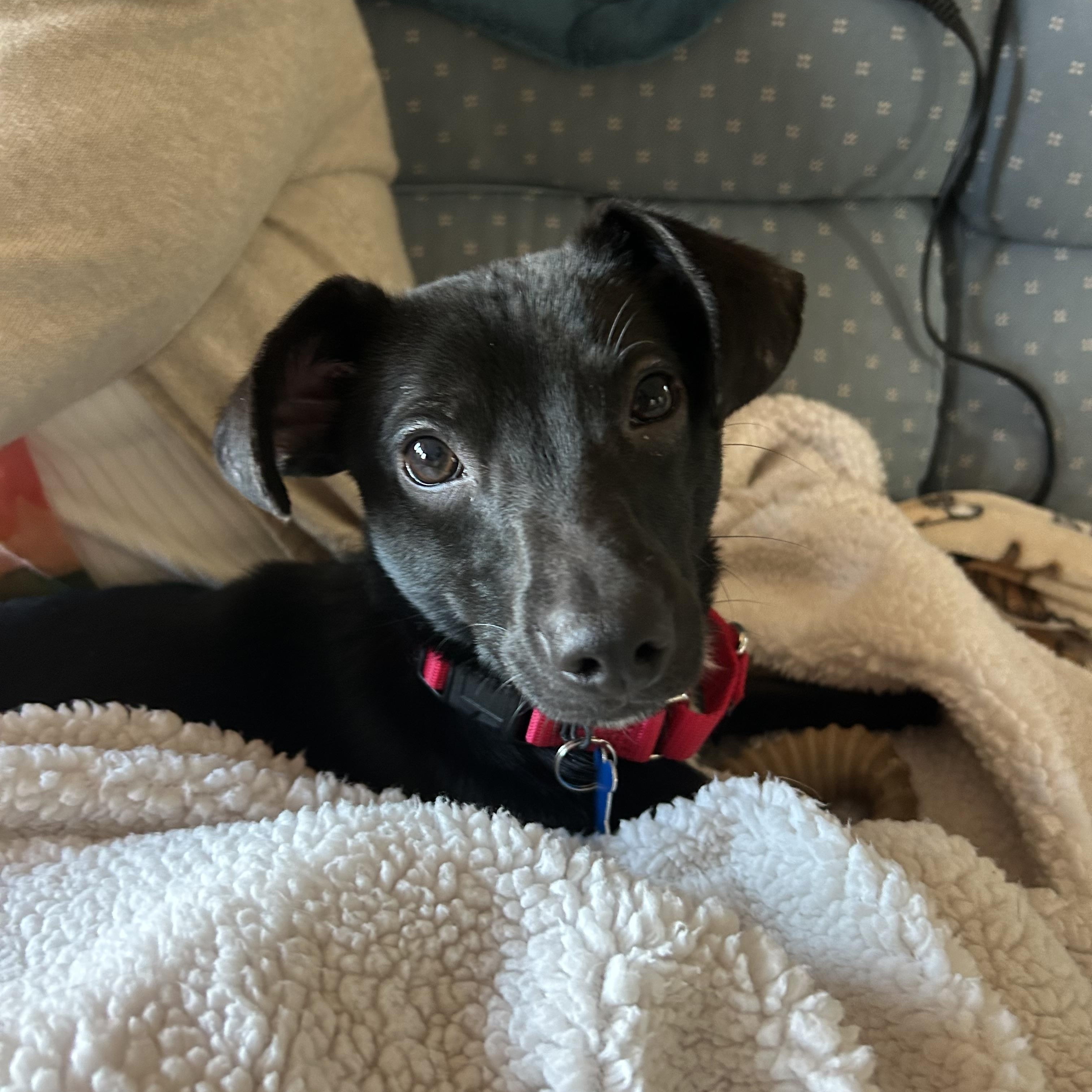 Willy, a Adoptable mixed breed in Hopkinton, MA image 3/6