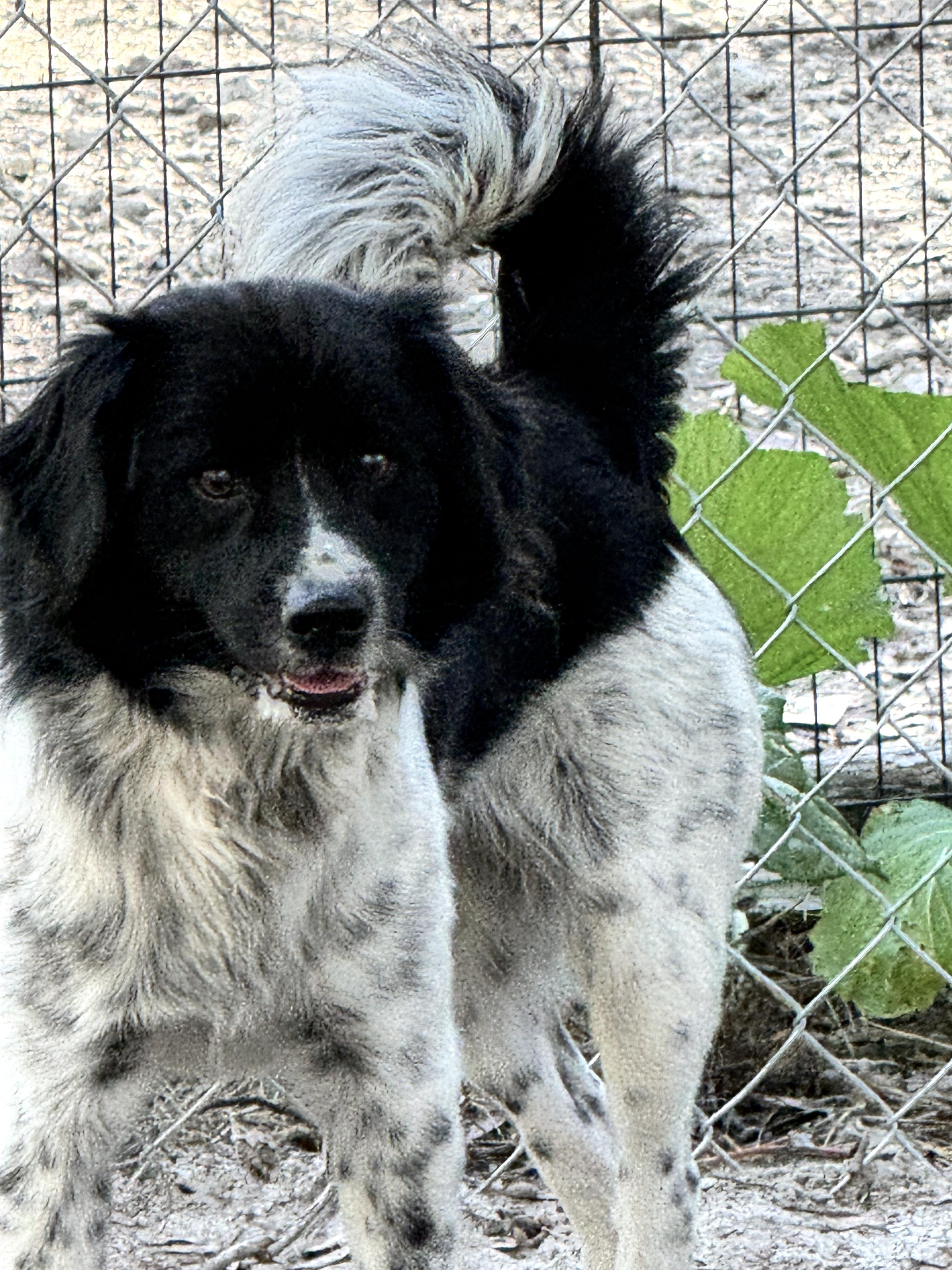 Speckles thumbnail 2