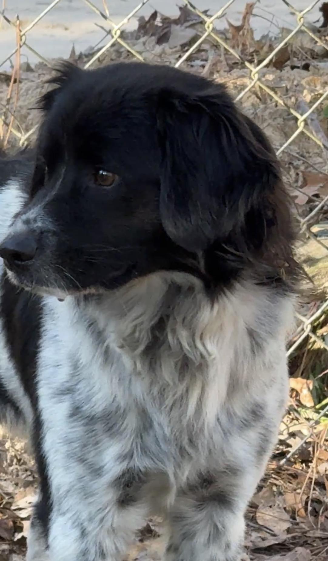 Speckles thumbnail 3