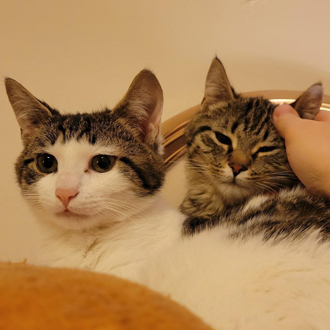 Comet and Cupid (bonded pair), ADOPTABLE, Kitten Male Domestic Short Hair.