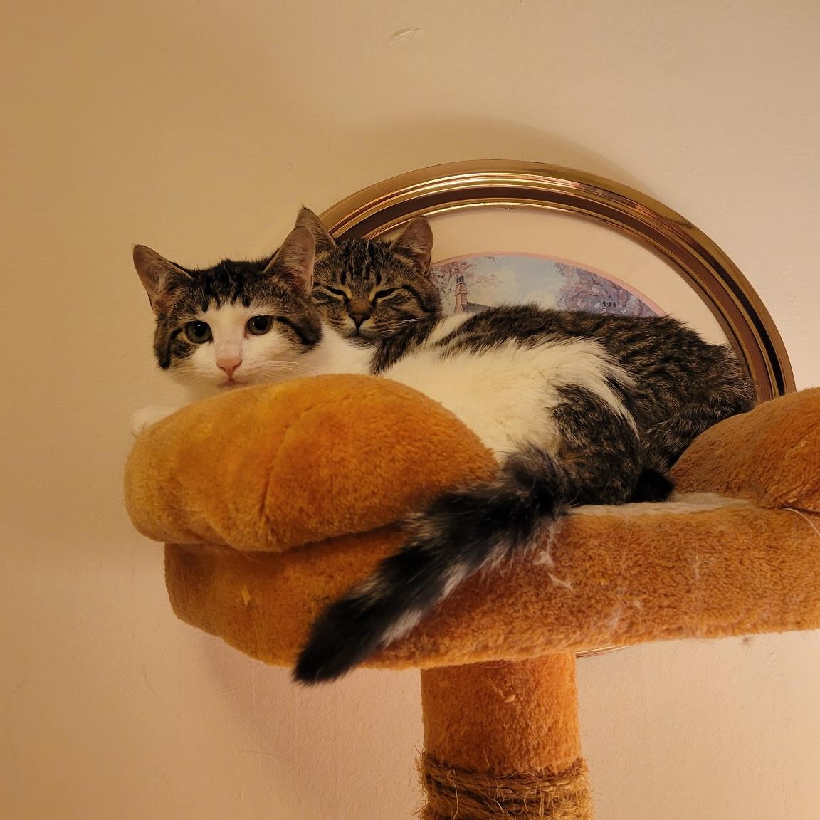 Enlarge Comet and Cupid (bonded pair), a ADOPTABLE Domestic Short Hair in Syracuse, NY image 4/4