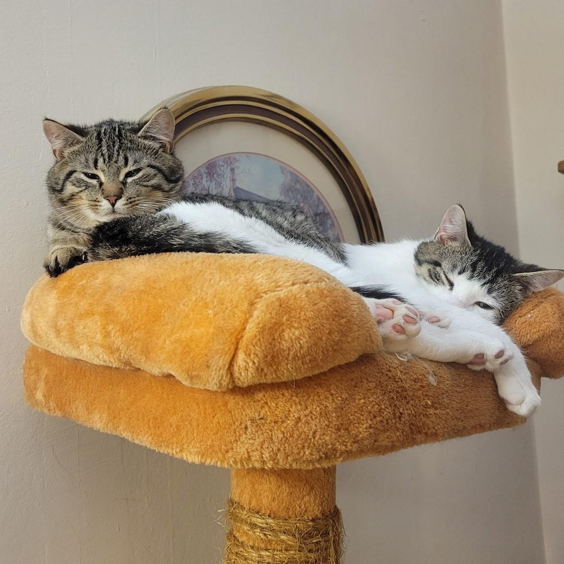 Enlarge Comet and Cupid (bonded pair), a ADOPTABLE Domestic Short Hair in Syracuse, NY image 2/4