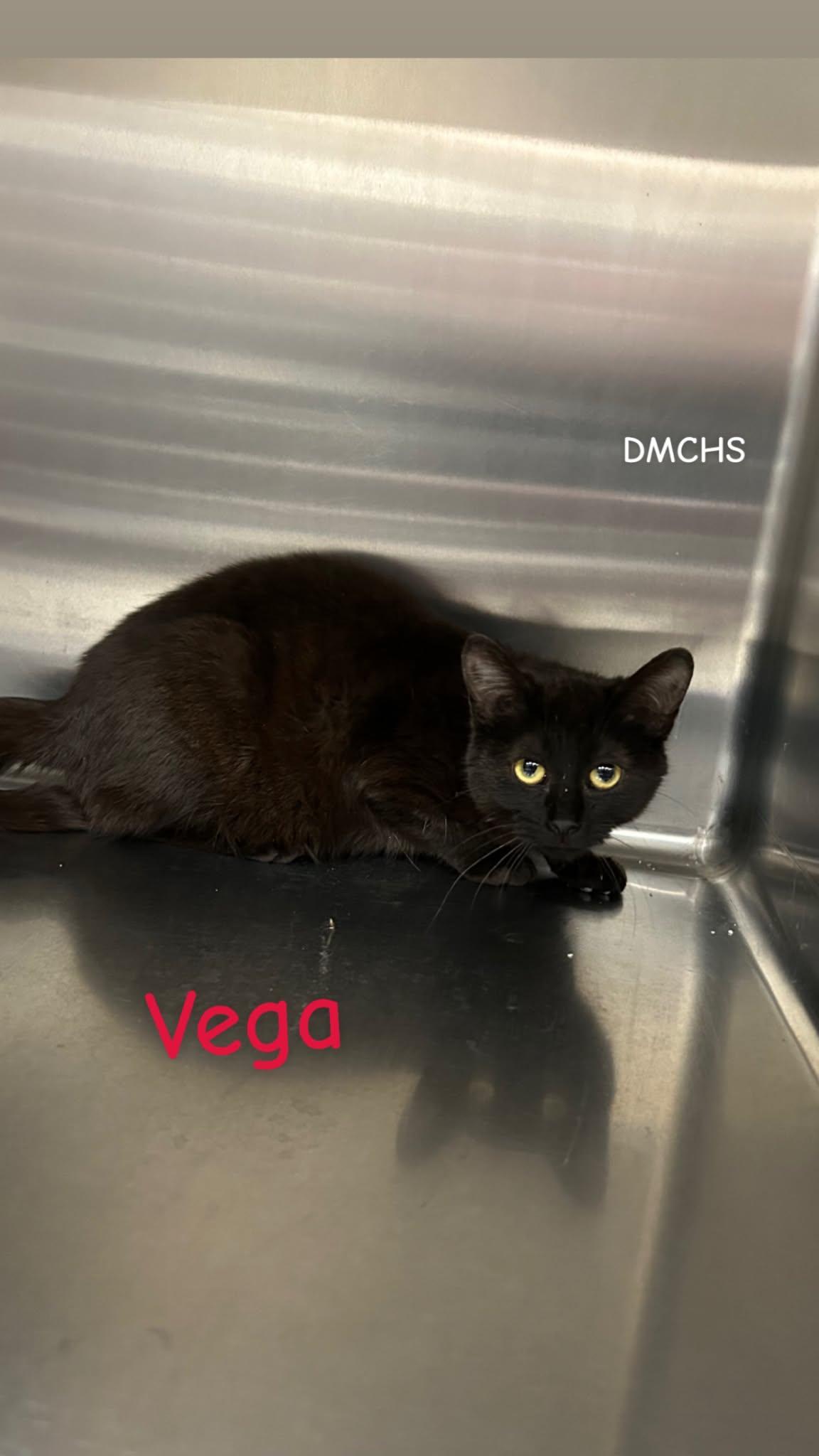 Enlarge Vega, a Adoptable Domestic Short Hair in Burlington, IA image 1/2