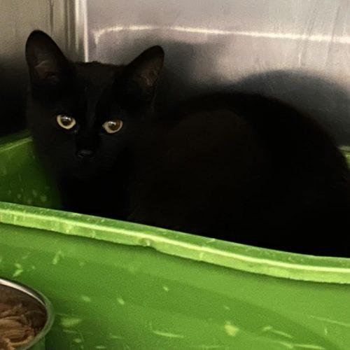 Enlarge Vega, a Adoptable Domestic Short Hair in Burlington, IA image 2/2