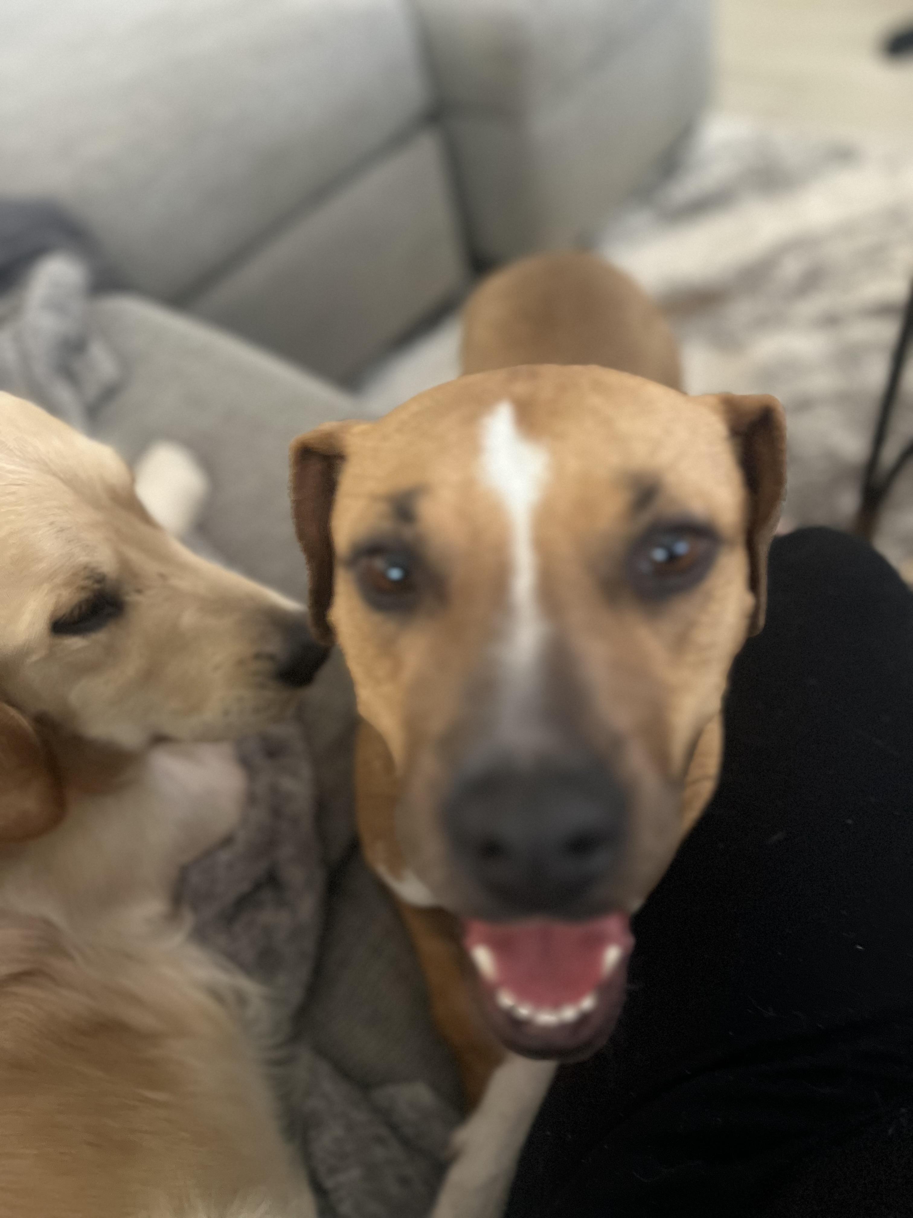 Nala , a ADOPTABLE mixed breed in Benbrook, TX image 2/4