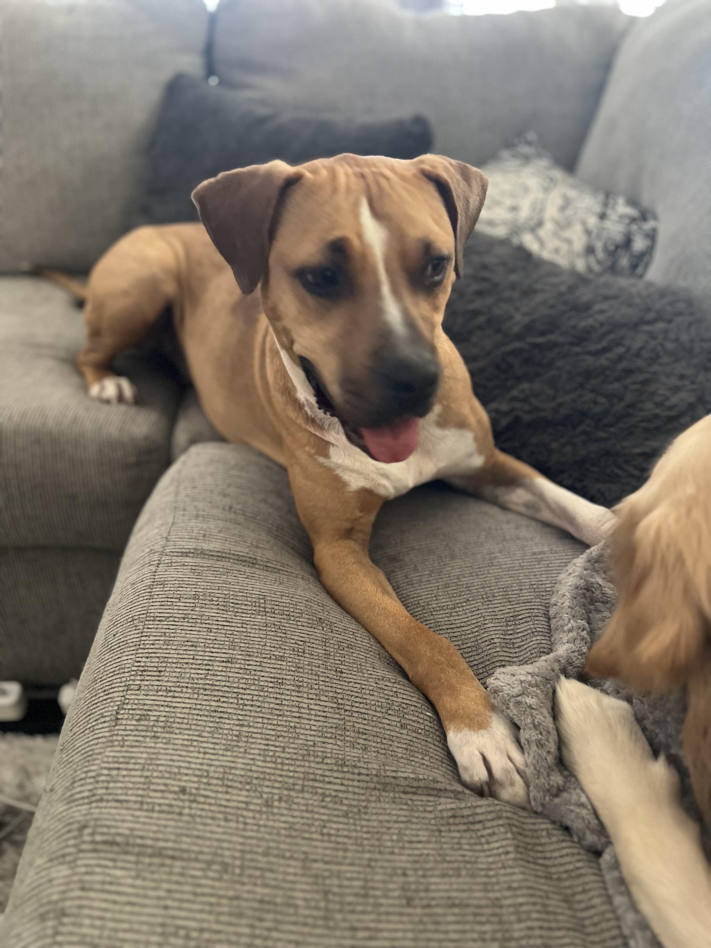 Nala , a ADOPTABLE mixed breed in Benbrook, TX image 3/4