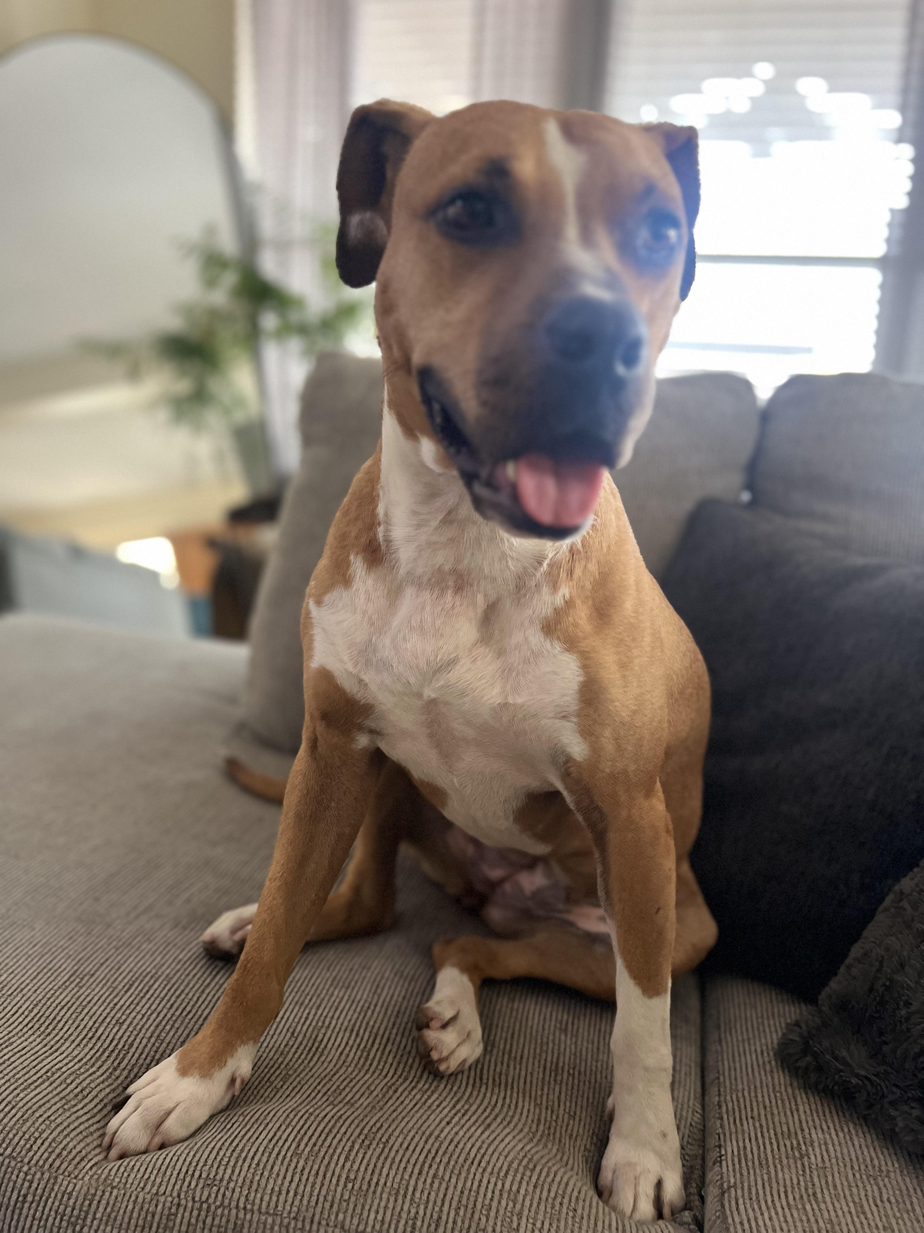 Nala , a ADOPTABLE mixed breed in Benbrook, TX image 4/4