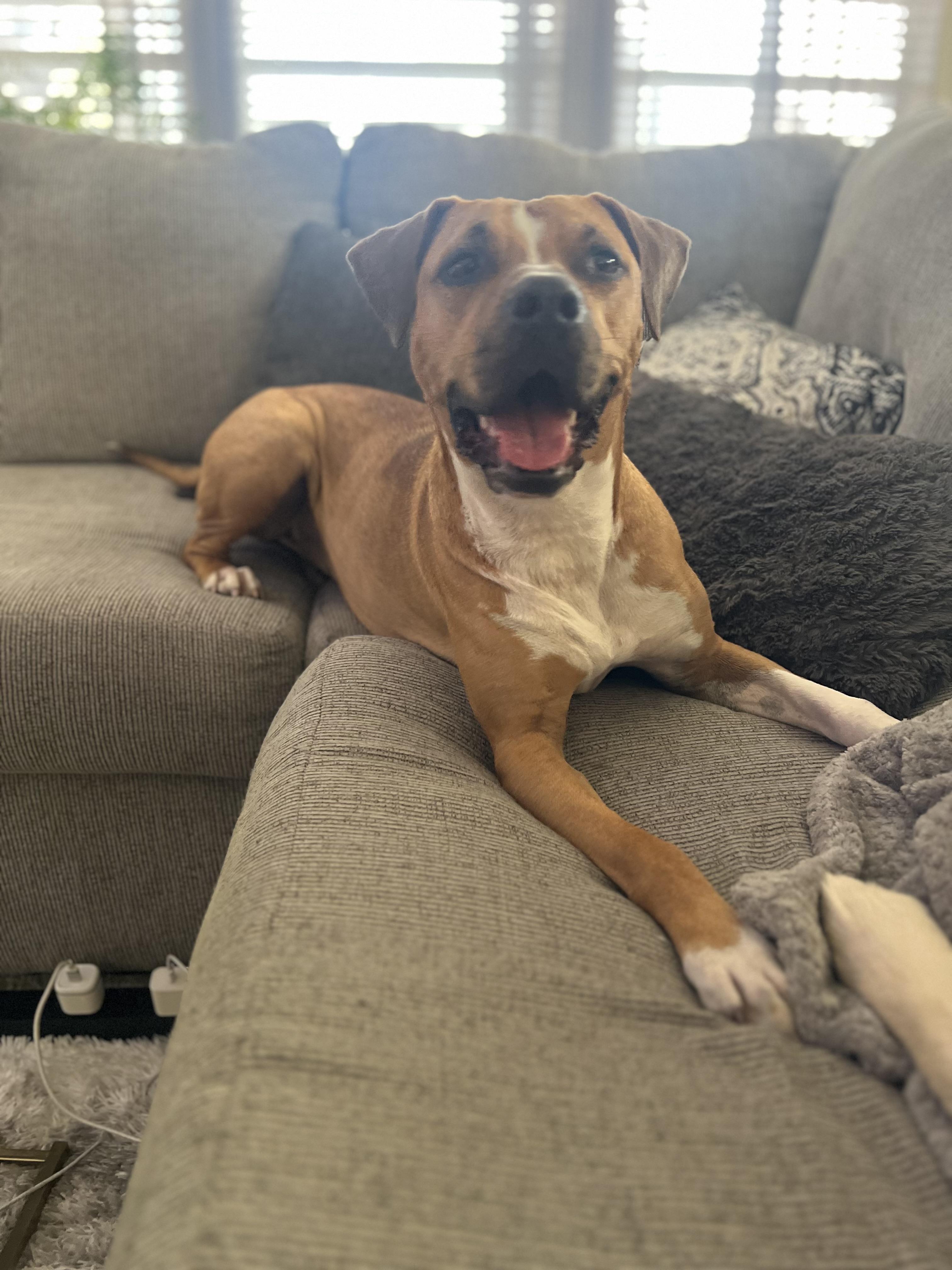 Nala , ADOPTABLE, Adult Female Pit Bull Terrier.