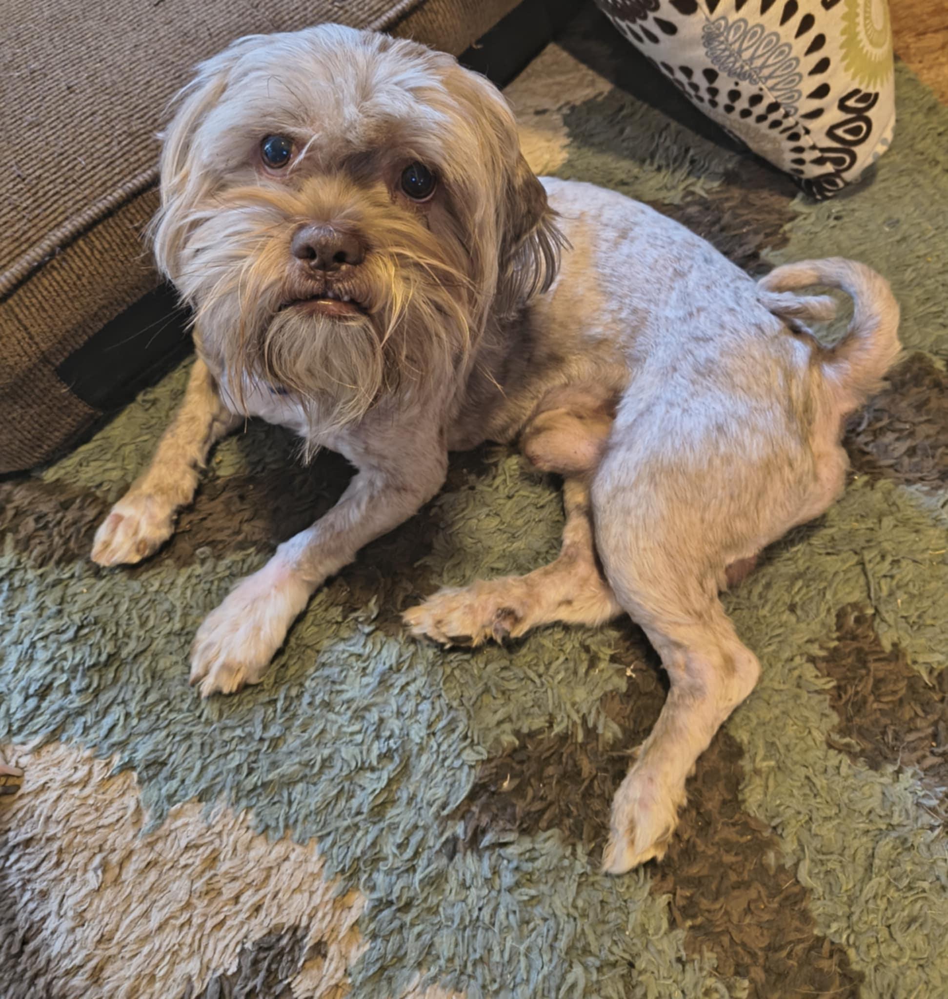 Tiny Dog
