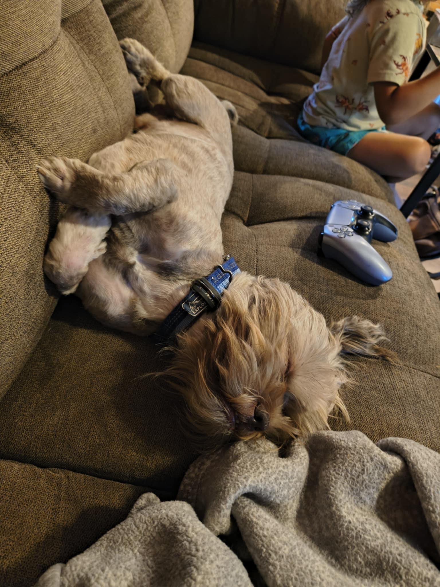 Tiny Dog