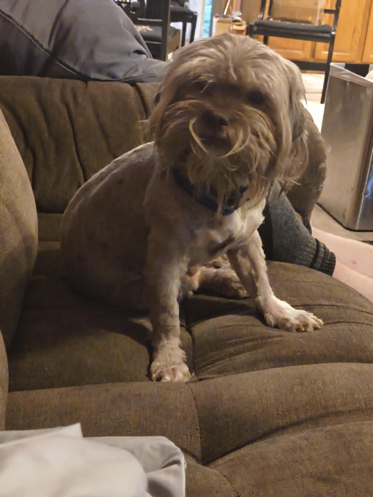Tiny Dog