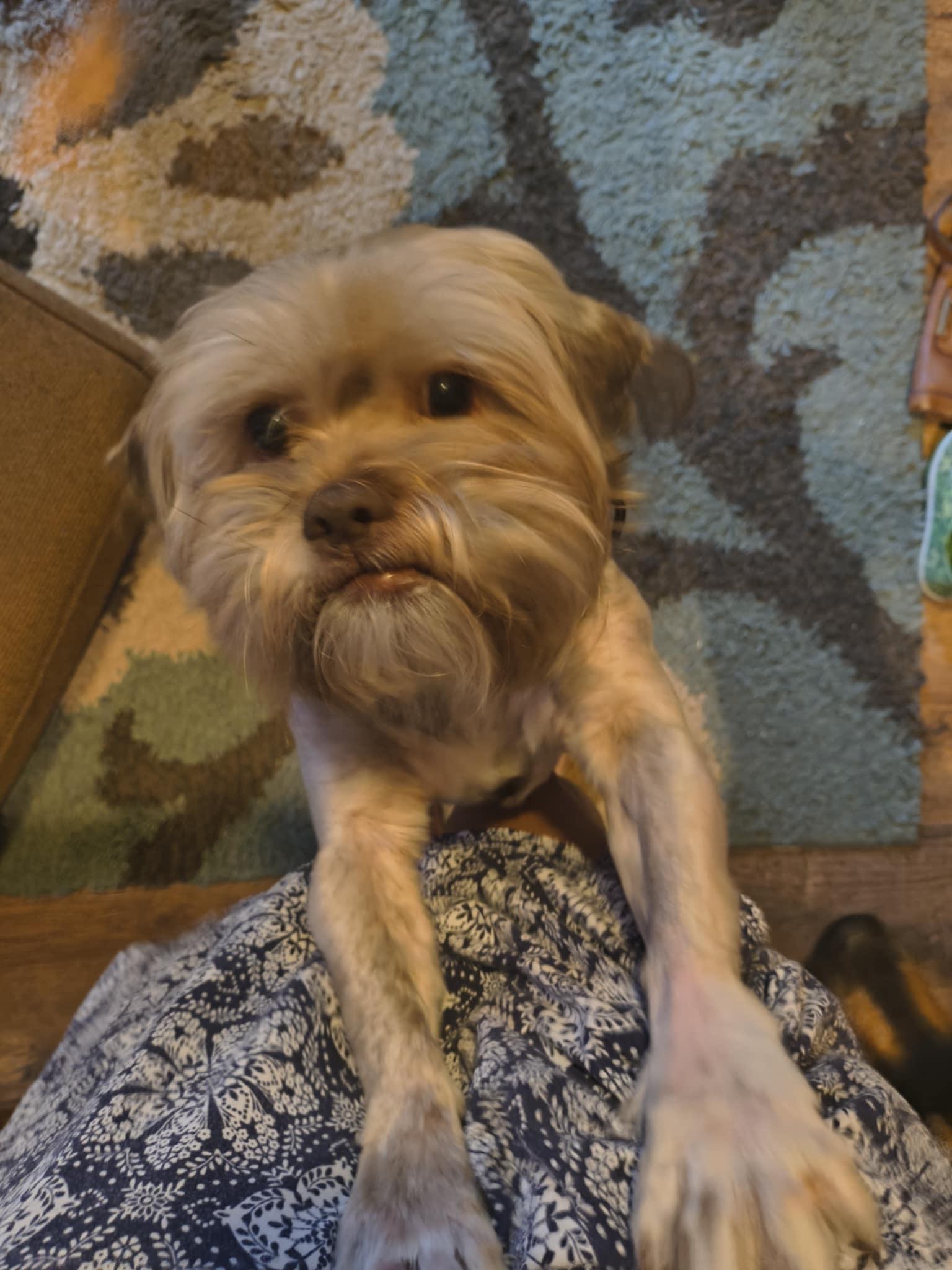 Tiny Dog