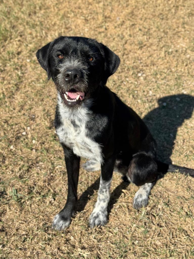 Enzo, a Adoptable mixed breed in Canyon Lake, TX image 1/6