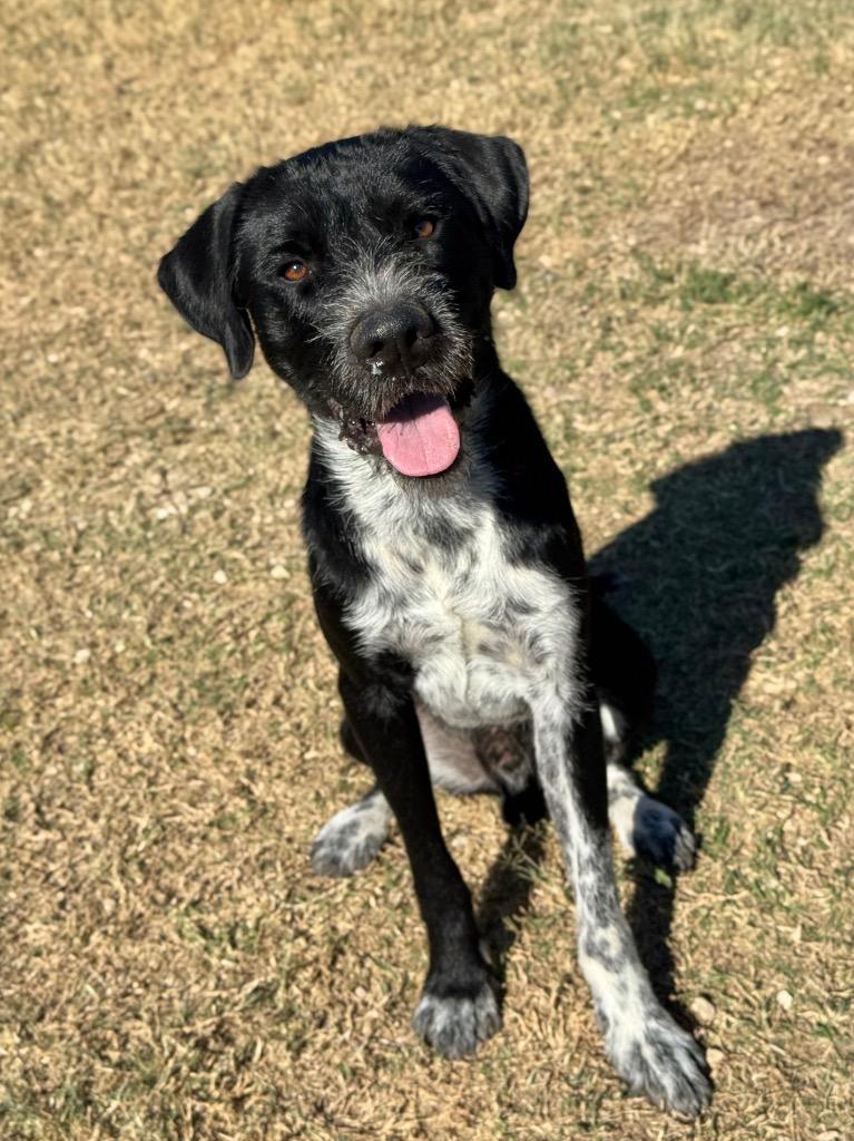 Enzo, a Adoptable mixed breed in Canyon Lake, TX image 2/6