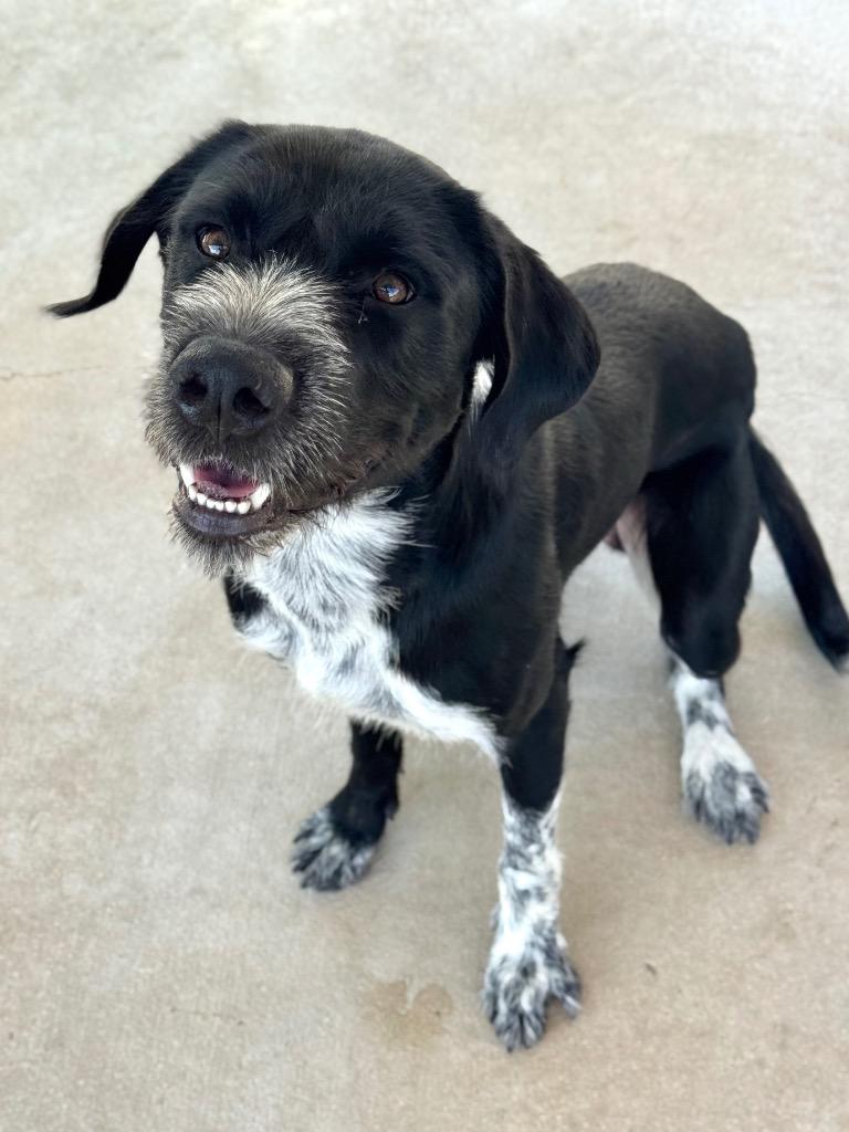 Enzo, a Adoptable mixed breed in Canyon Lake, TX image 3/6