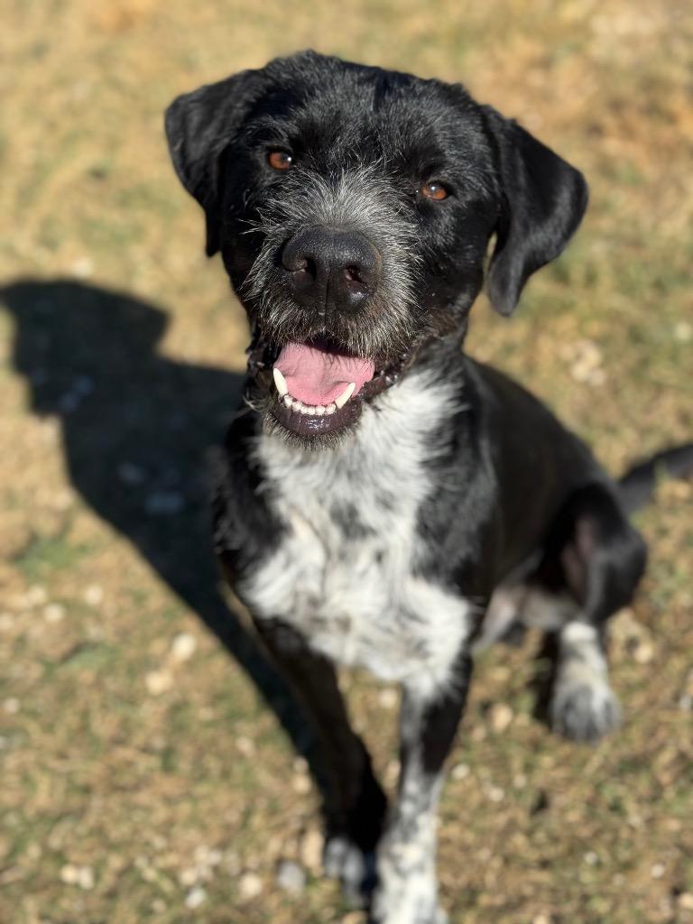Enzo, a Adoptable mixed breed in Canyon Lake, TX image 4/6