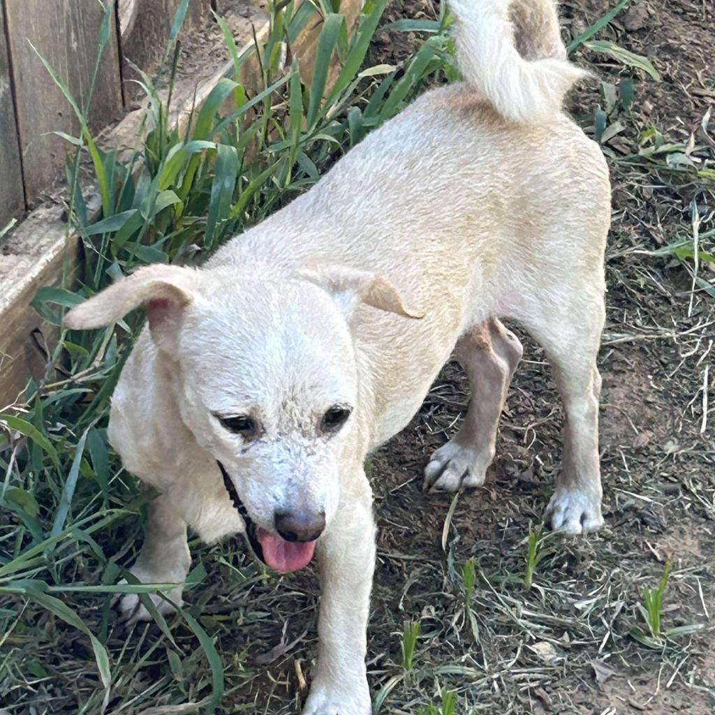 Lola — thumbnail 4