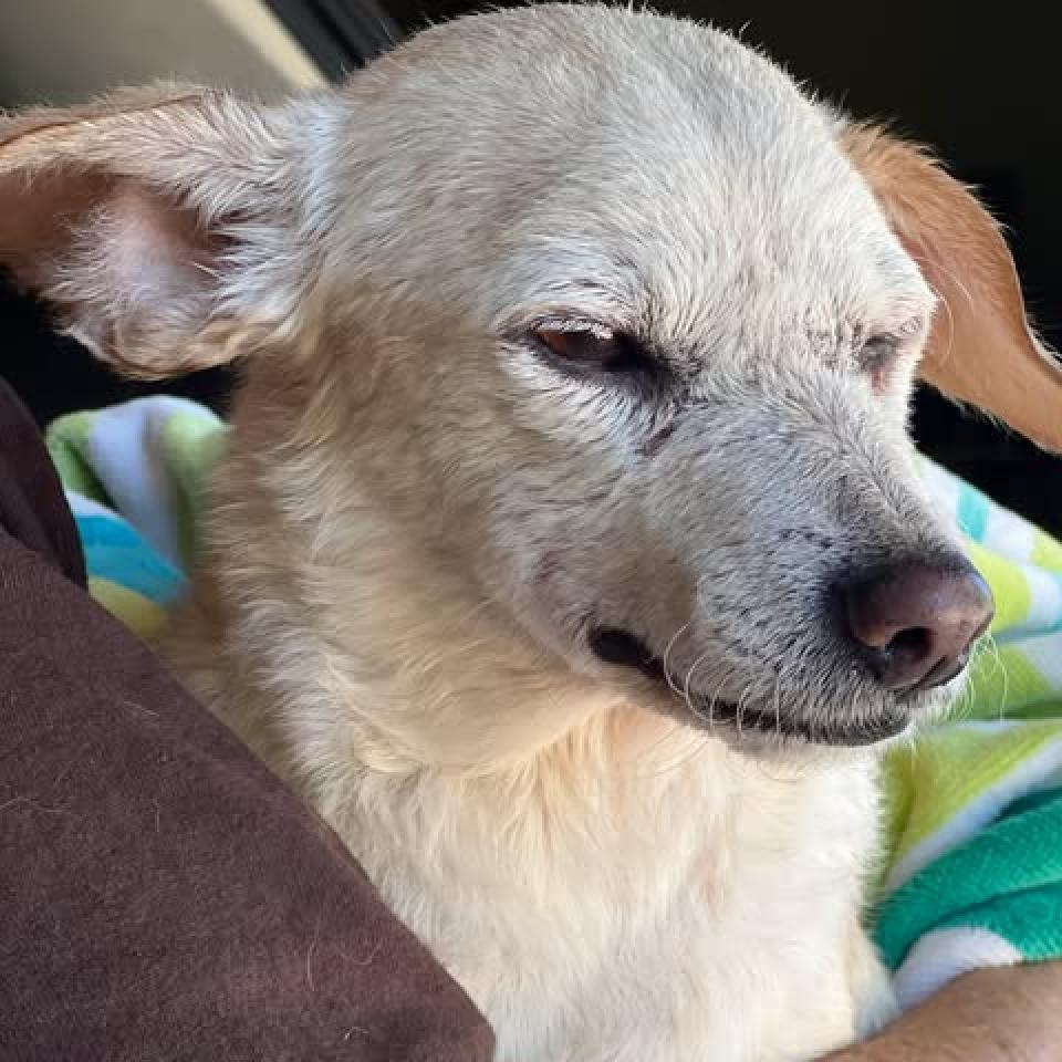 Lola — thumbnail 5