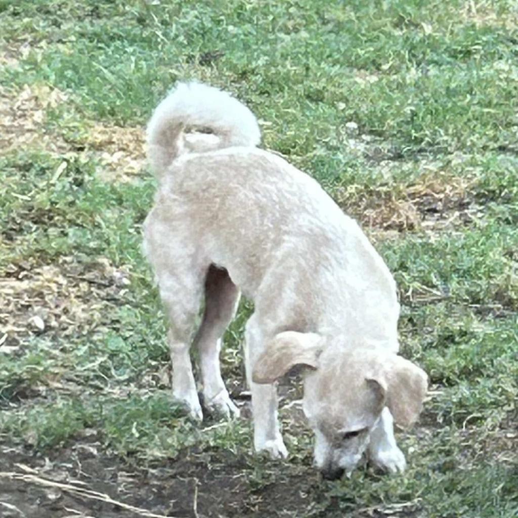 Lola — thumbnail 6