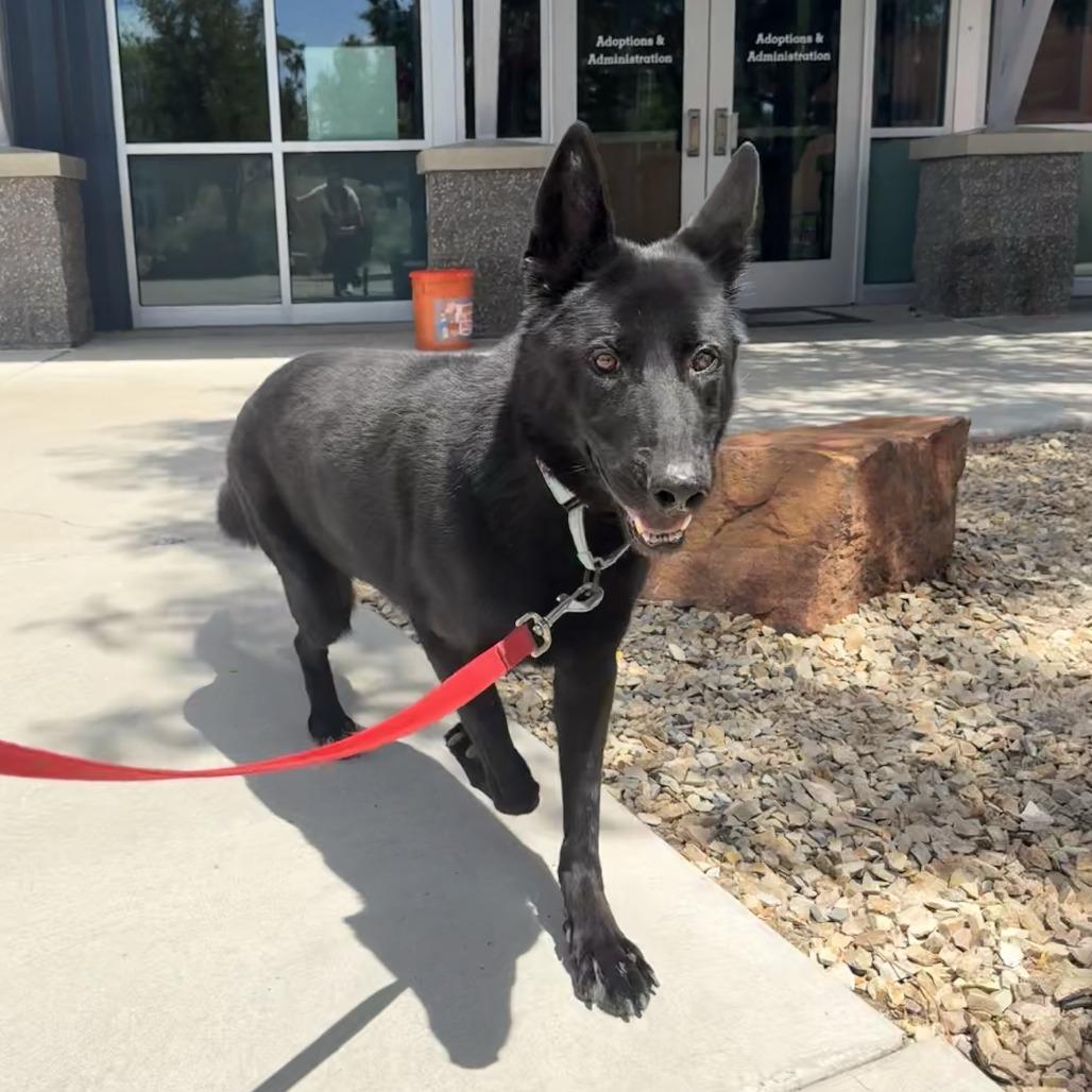 Haru, Adoptable, Senior Female Shepherd & Mixed Breed.