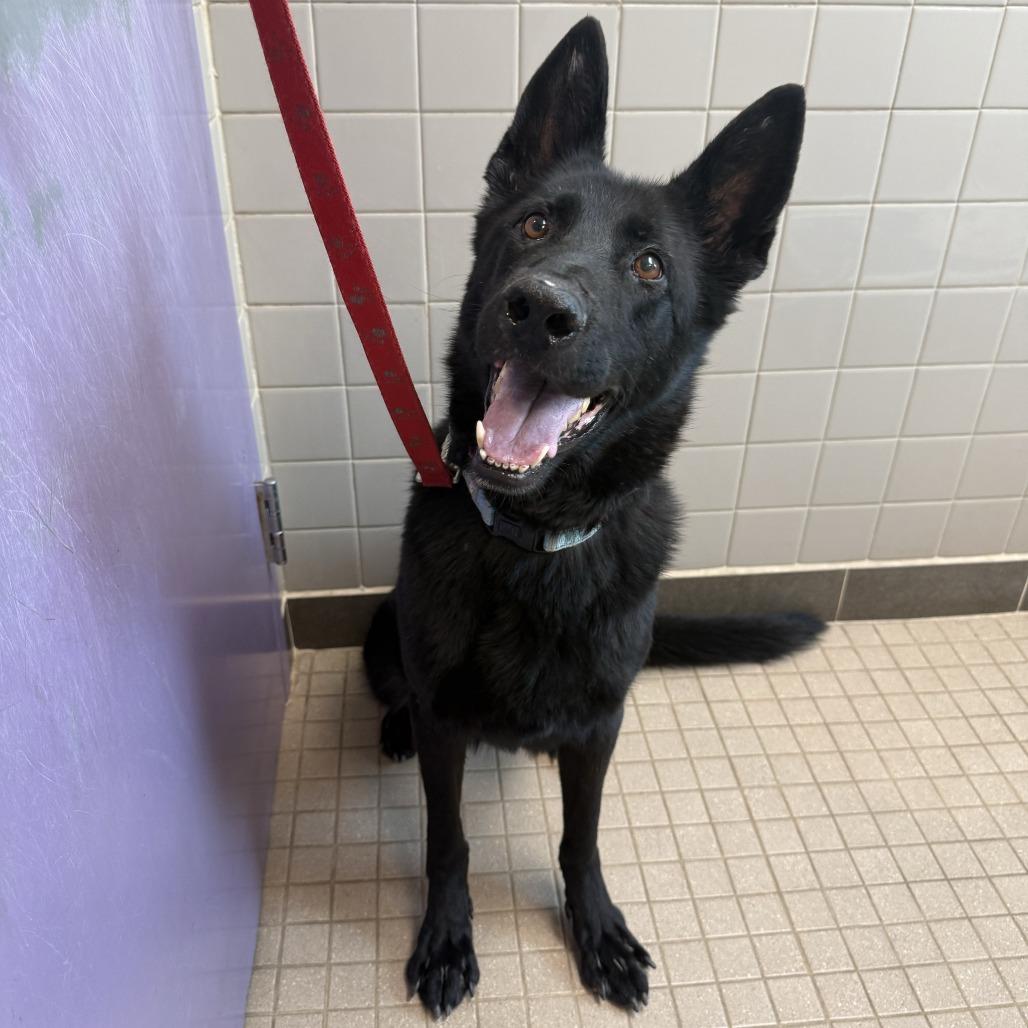 Haru, a Adoptable mixed breed in Albuquerque, NM image 2/3