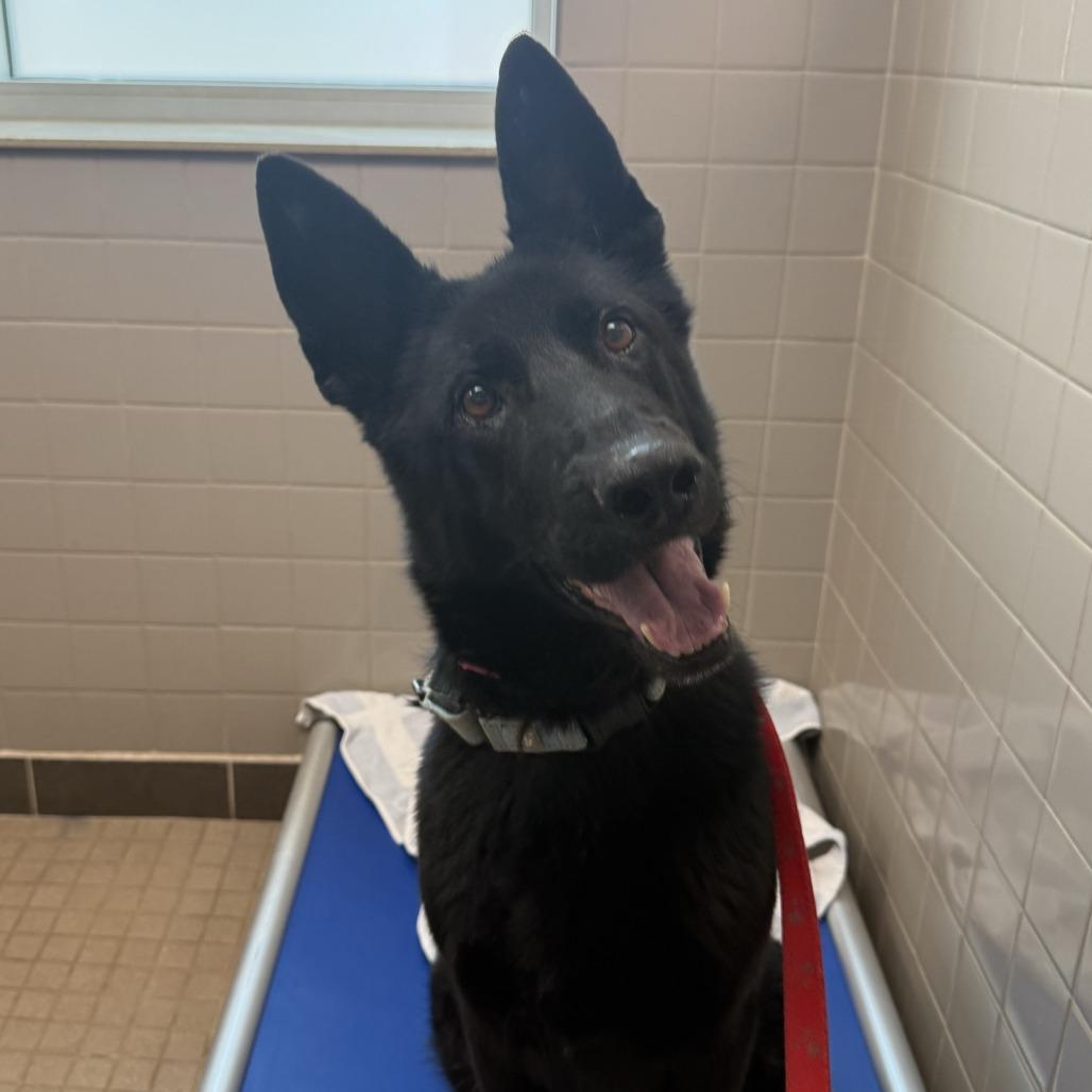 Haru, a Adoptable mixed breed in Albuquerque, NM image 3/3
