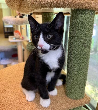 Hoot, Adoptable, Young Male Domestic Short Hair.