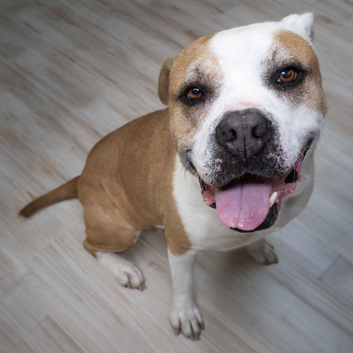 Oakley, Adoptable, Young Male Pit Bull Terrier.