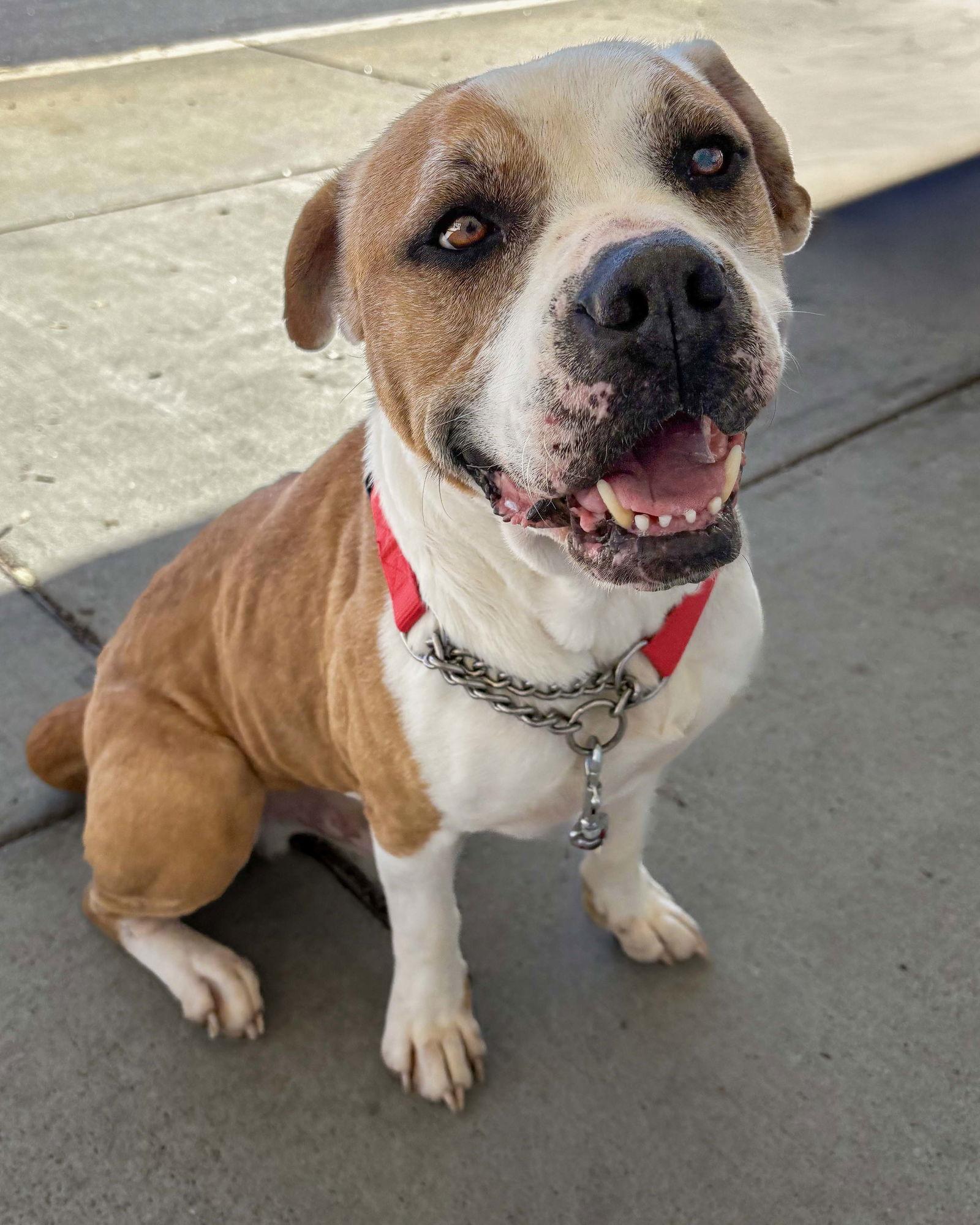 Oakley, Adoptable, Young Male Pit Bull Terrier.