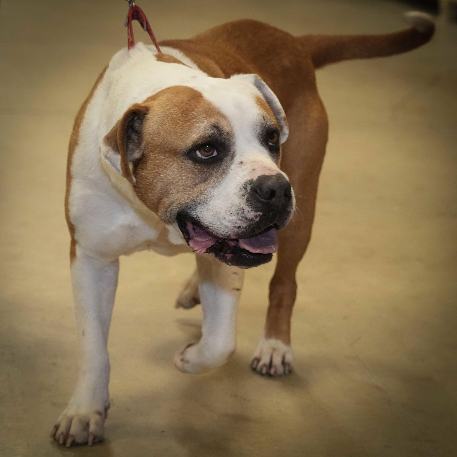 Oakley, Adoptable, Young Male Pit Bull Terrier.