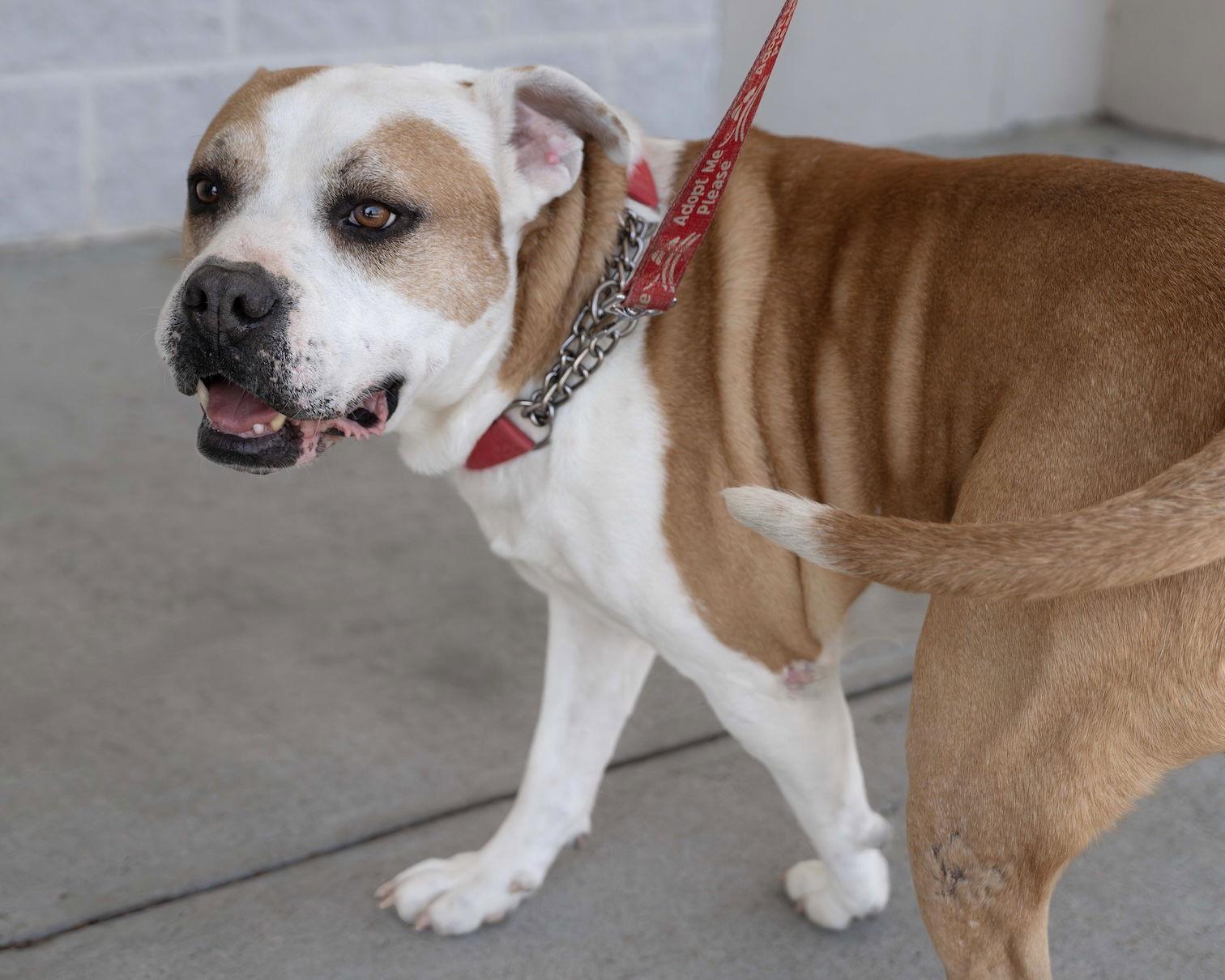 Enlarge Oakley, a Adoptable Pit Bull Terrier in Wilmington, NC image 2/3