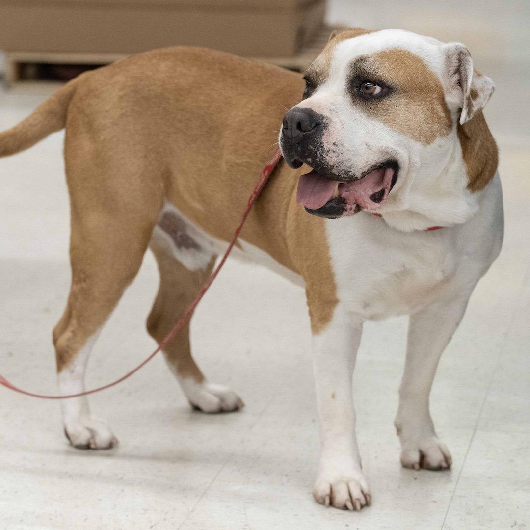 Enlarge Oakley, a Adoptable Pit Bull Terrier in Wilmington, NC image 3/3