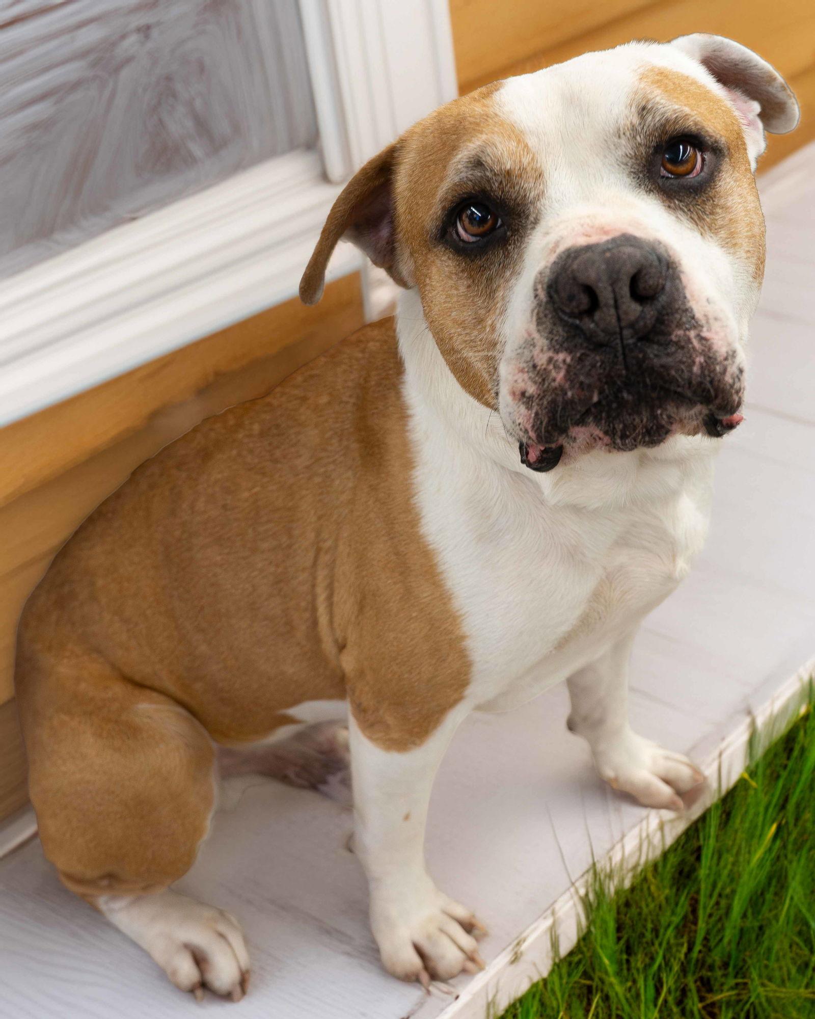 Enlarge Oakley, a Adoptable Pit Bull Terrier in Wilmington, NC image 2/3