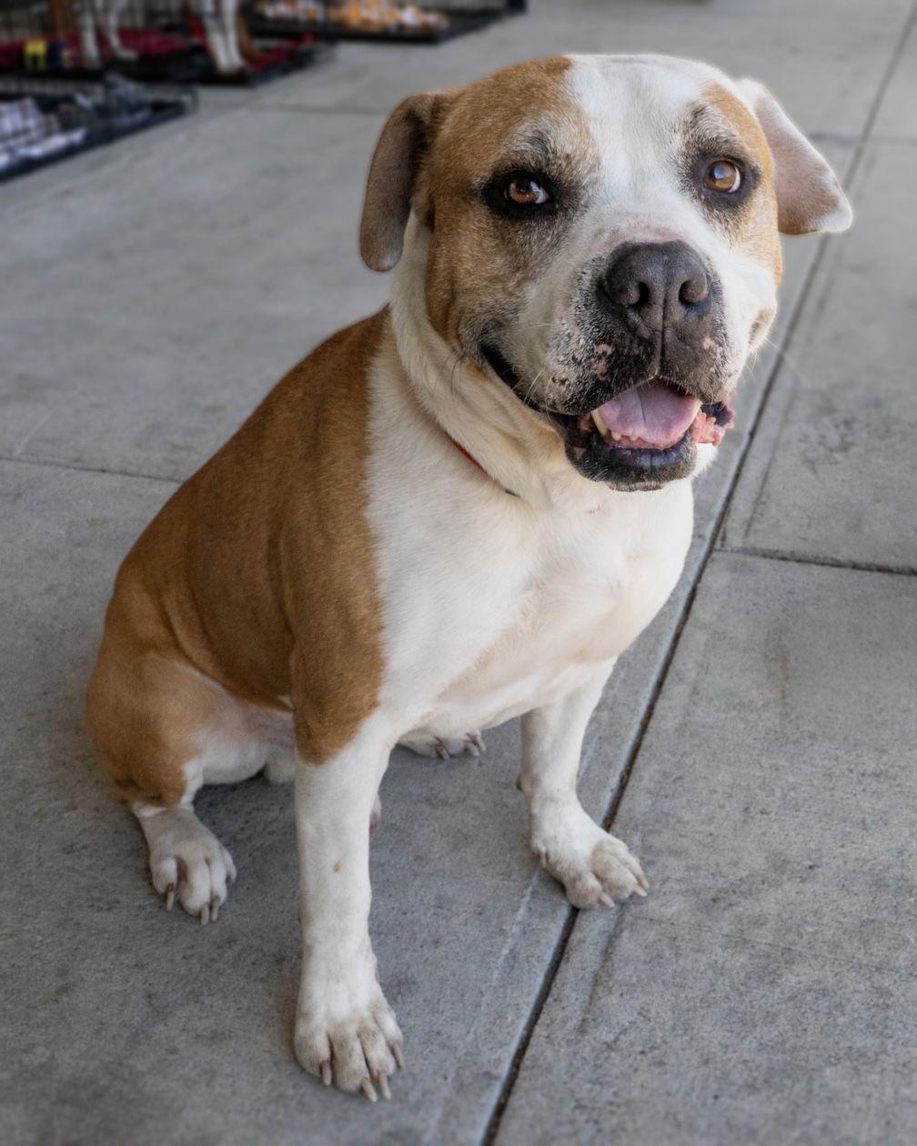 Enlarge Oakley, a Adoptable Pit Bull Terrier in Wilmington, NC image 3/3