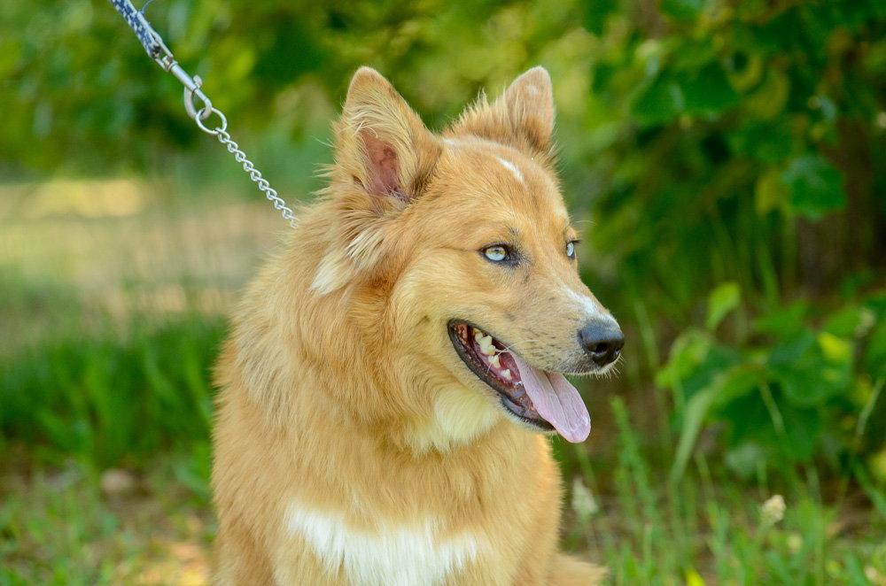 Celtyrs, Adoptable, Young Male Australian Shepherd & Collie.