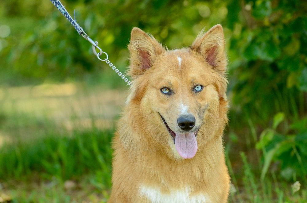 Enlarge Celtyrs, a Adoptable mixed breed in Brick, NJ image 2/3