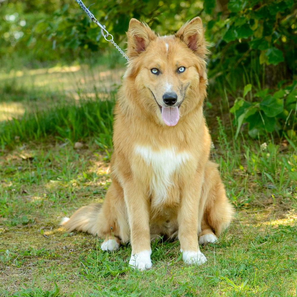 Enlarge Celtyrs, a Adoptable mixed breed in Brick, NJ image 3/3
