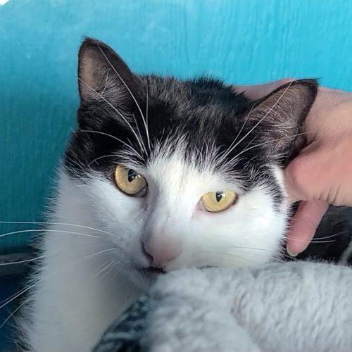 Enlarge Fran, a Adoptable Domestic Short Hair in Elizabeth, IL image 4/6