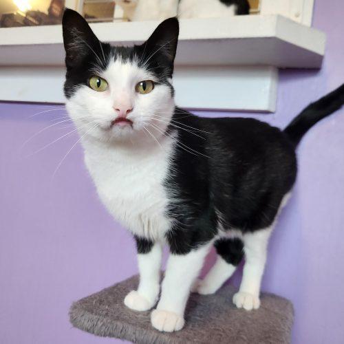 Enlarge Fran, a Adoptable Domestic Short Hair in Elizabeth, IL image 1/6