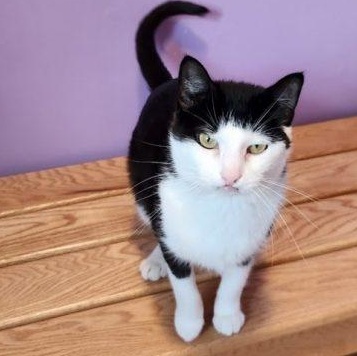 Fran, Adoptable, Adult Female Domestic Short Hair.
