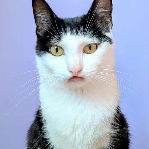Enlarge Fran, a Adoptable Domestic Short Hair in Elizabeth, IL image 5/6