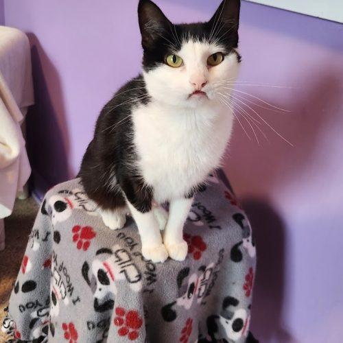 Enlarge Fran, a Adoptable Domestic Short Hair in Elizabeth, IL image 3/6