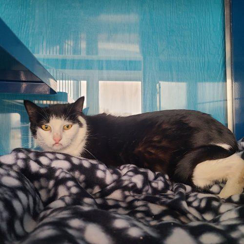 Enlarge Fran, a Adoptable Domestic Short Hair in Elizabeth, IL image 6/6