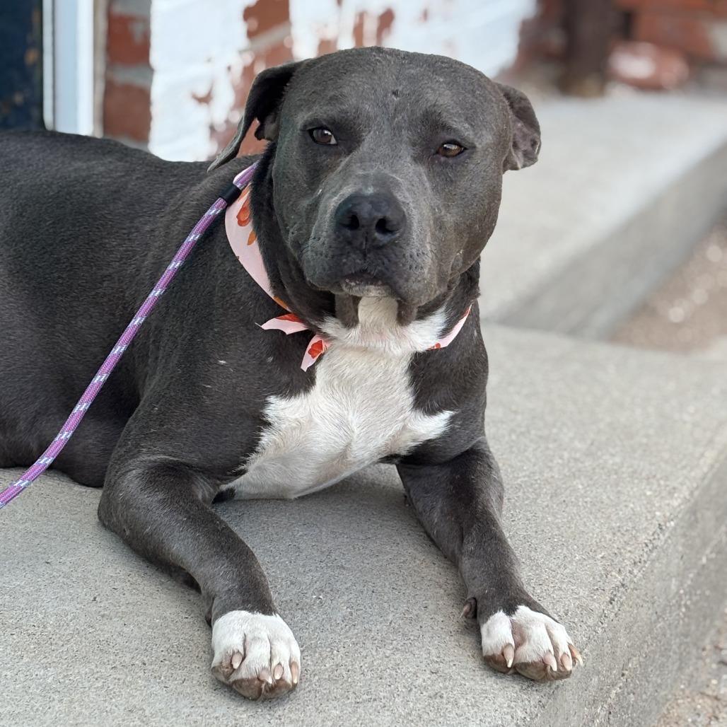 Oneida, Adoptable, Adult Female American Staffordshire Terrier.