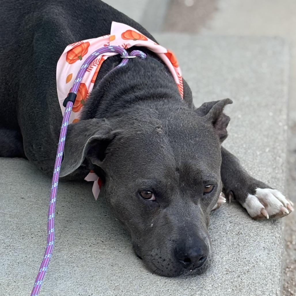 Enlarge Oneida, a Adoptable American Staffordshire Terrier in Kim, CO image 3/3