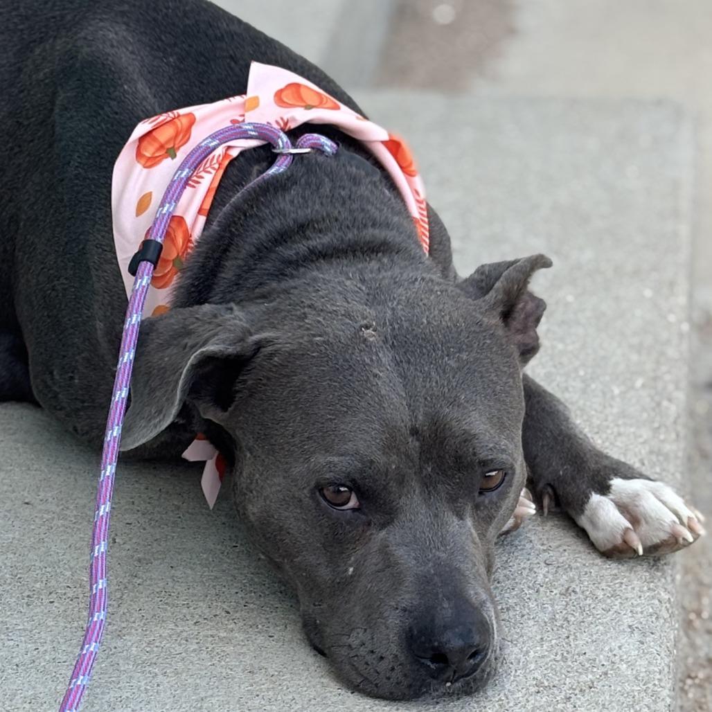 Enlarge Oneida, a Adoptable American Staffordshire Terrier in Kim, CO image 2/3
