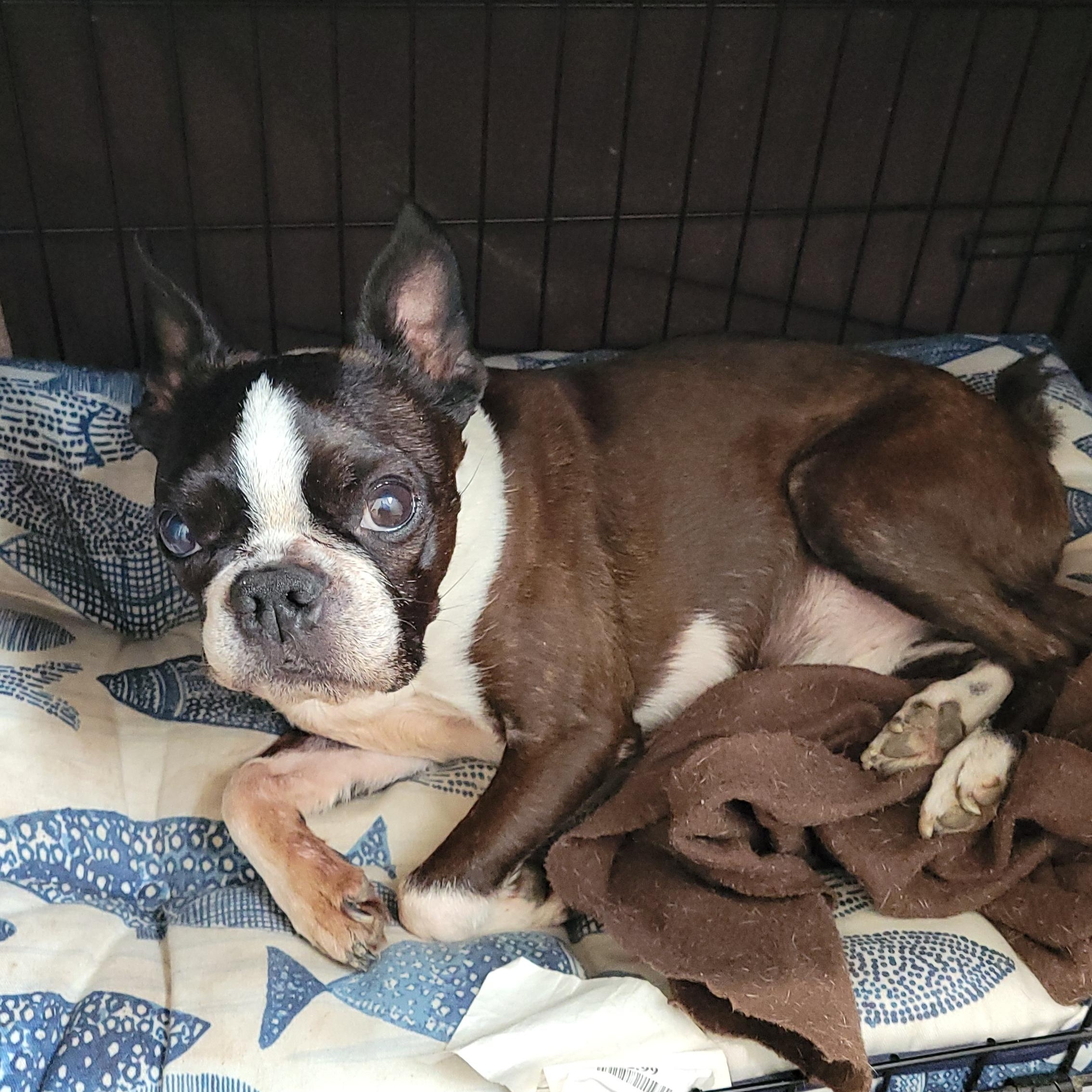 Bruno & Gus, a ADOPTABLE Boston Terrier in Rochester, NY image 2/4