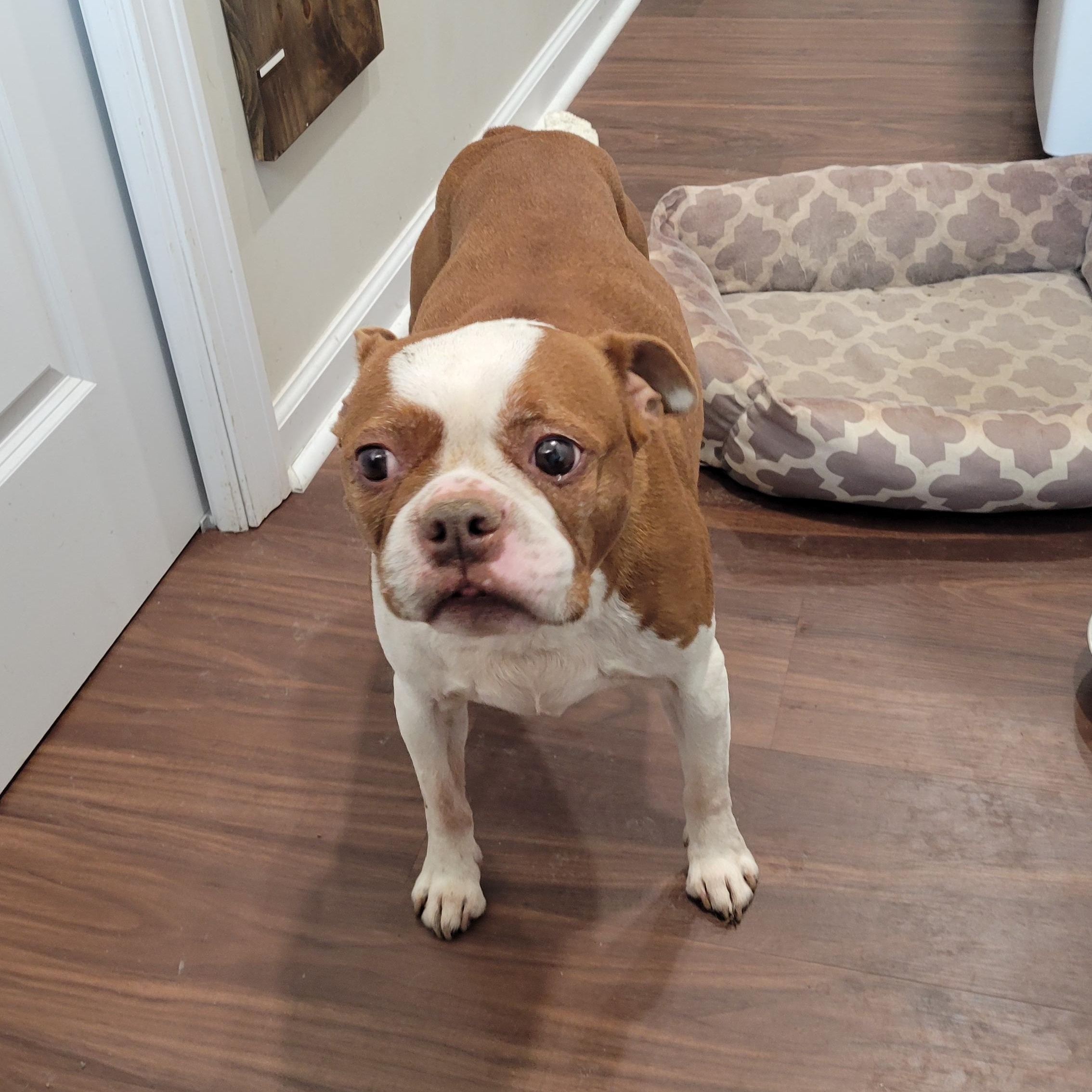 Bruno & Gus, a ADOPTABLE Boston Terrier in Rochester, NY image 1/4