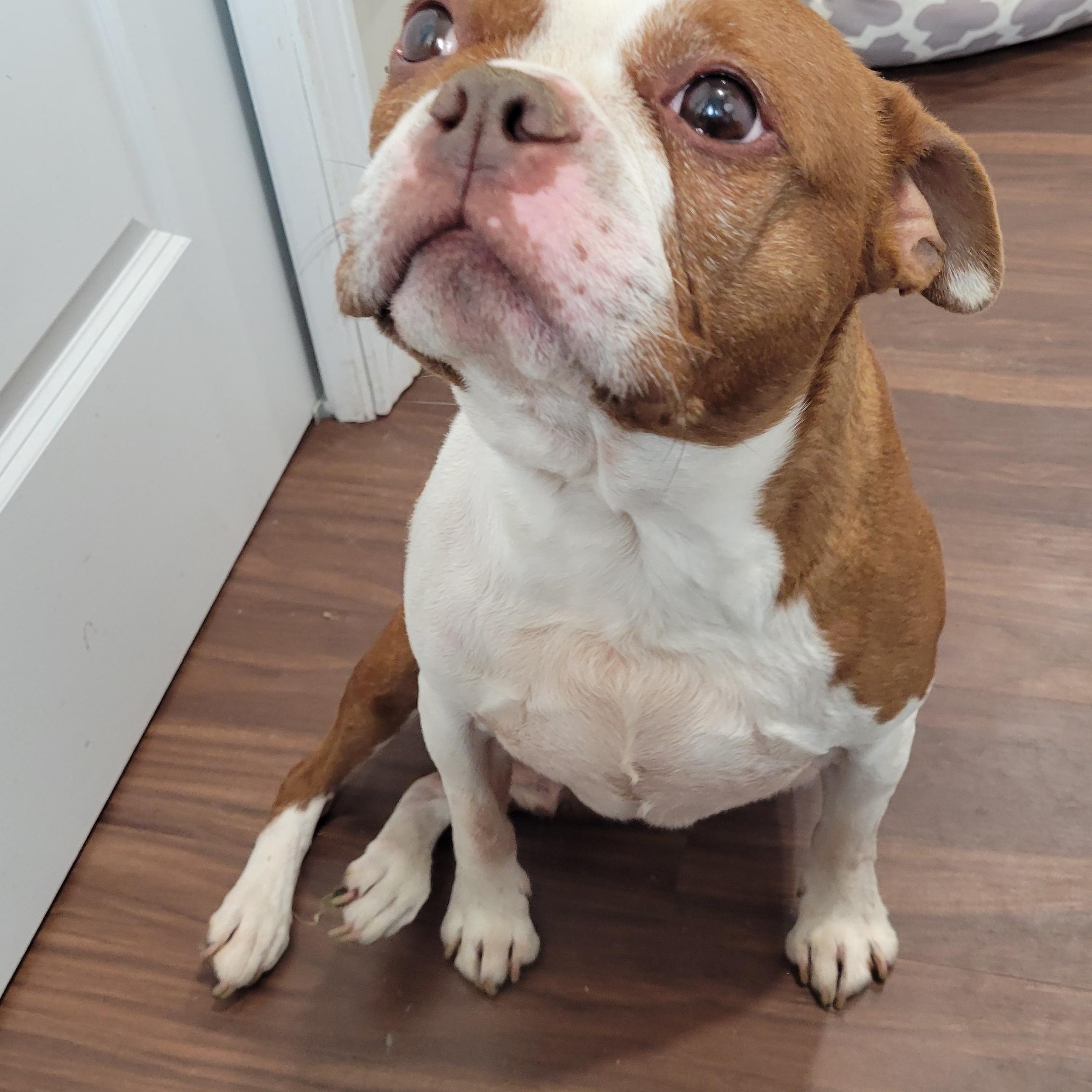 Bruno & Gus, a ADOPTABLE Boston Terrier in Rochester, NY image 3/4
