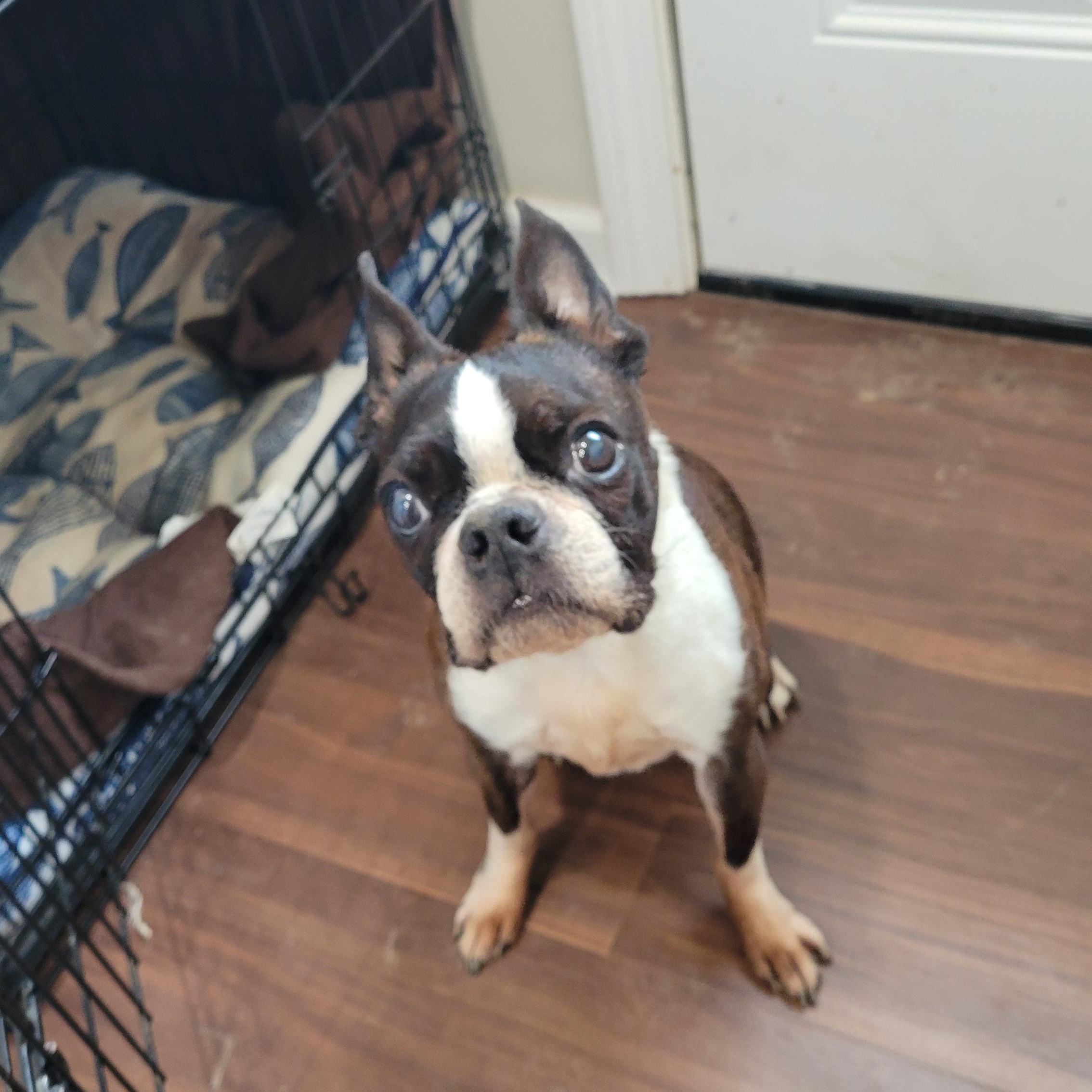 Bruno & Gus, a ADOPTABLE Boston Terrier in Rochester, NY image 4/4